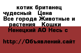 котик британец чудесный › Цена ­ 12 000 - Все города Животные и растения » Кошки   . Ненецкий АО,Несь с.